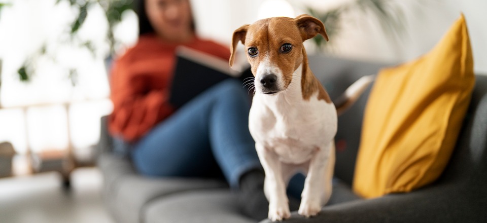 Como limpar o ambiente com pets?